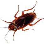 ANTINUISIBLE ULTRASON 220V 465m2 REPOUSSE SOURIS RAT BLATTE MULOT FOUINE CAFARD RONGEUR